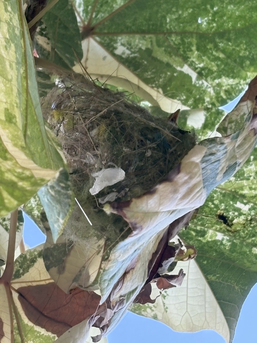 Warbling White-eye - ML633464497