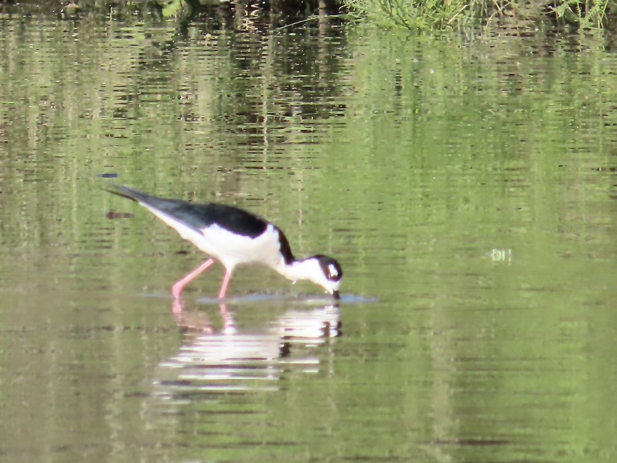 Black-necked Stilt - ML633464570