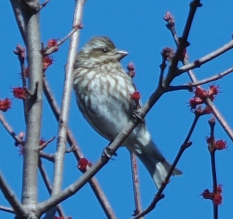 Purple Finch - ML633464575