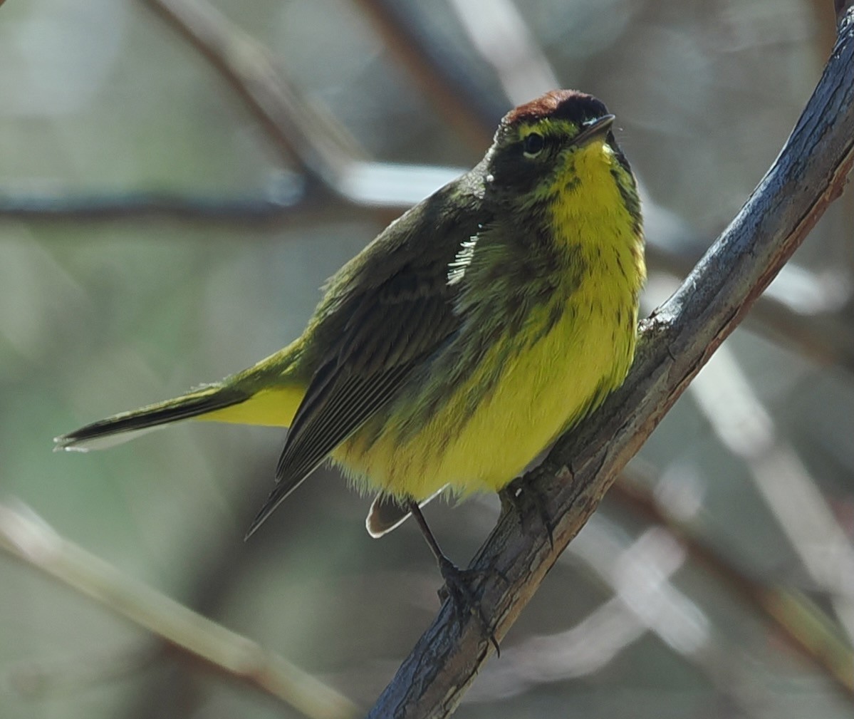 Palm Warbler - ML633464582