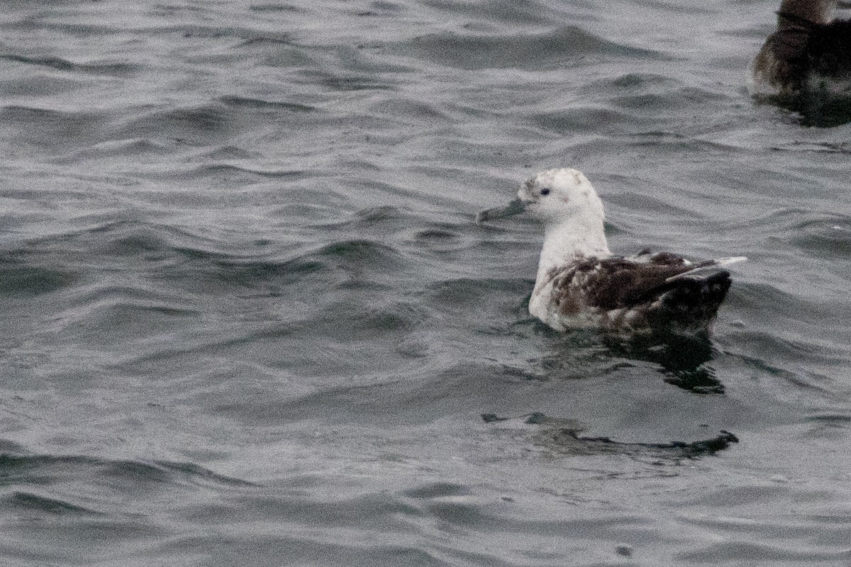 Black-vented Shearwater - ML633464591