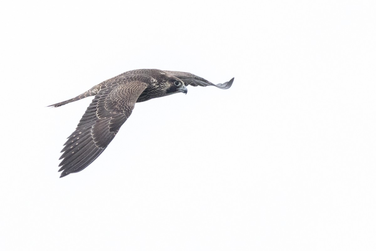 Peregrine Falcon - ML633464680