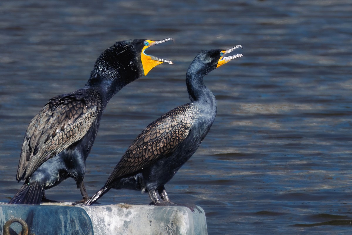 Double-crested Cormorant - ML633464722