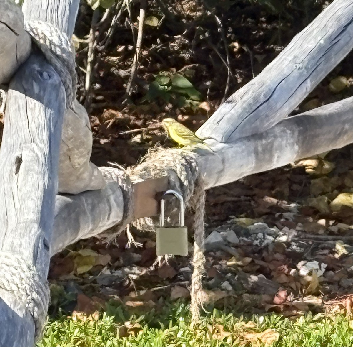 Yellow-fronted Canary - ML633464775
