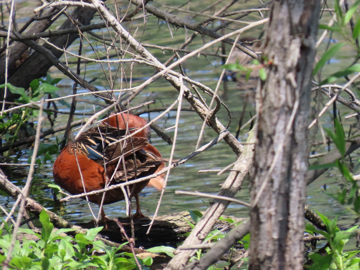 Cinnamon Teal - ML633464835