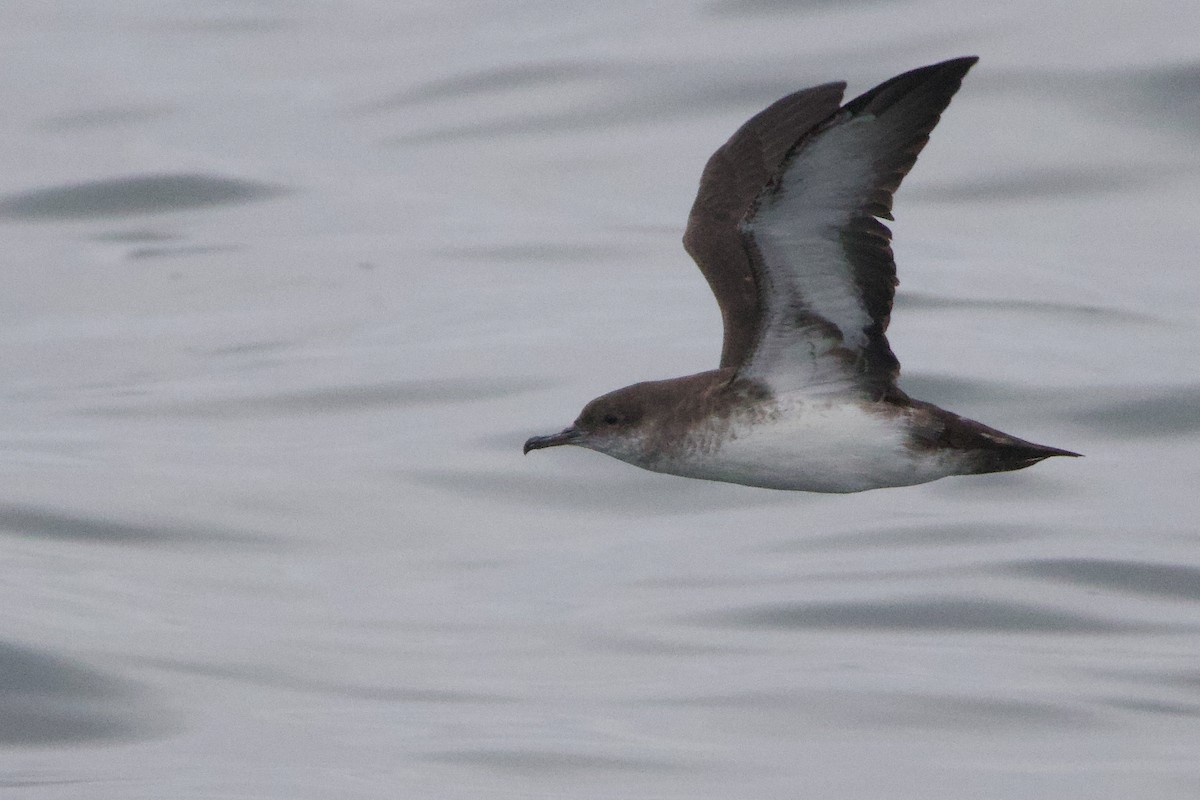 Black-vented Shearwater - ML633464838