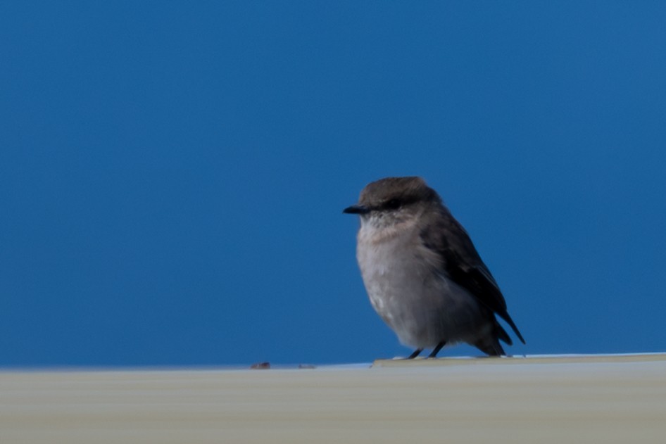 Dusky Robin - ML633464858