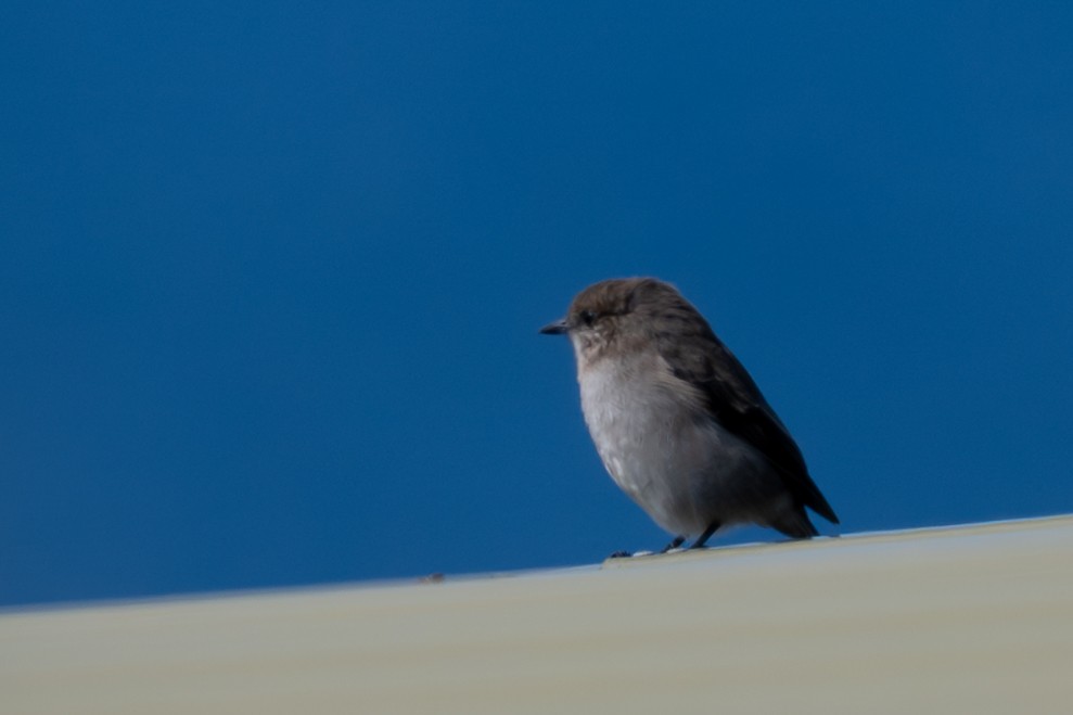 Dusky Robin - ML633464859