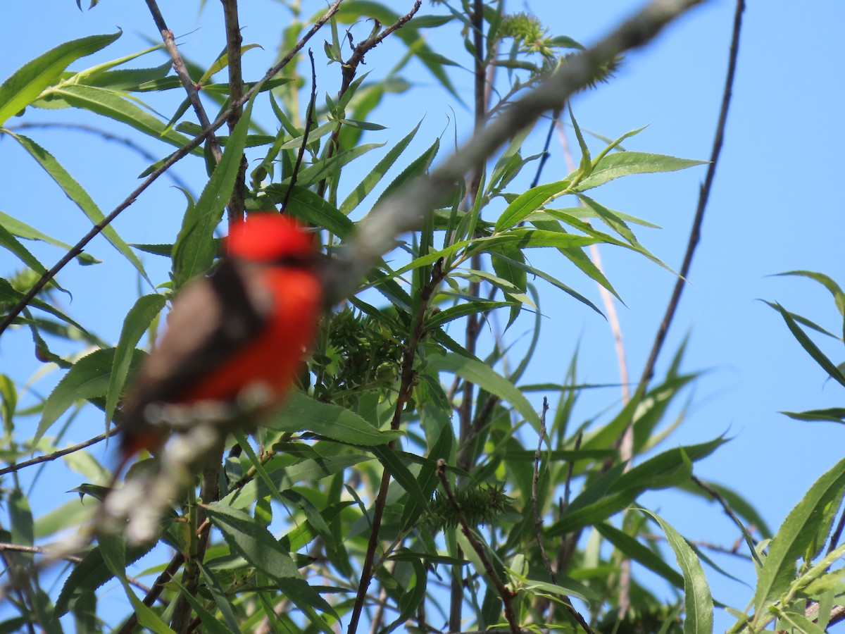 Vermilion Flycatcher - ML633464868