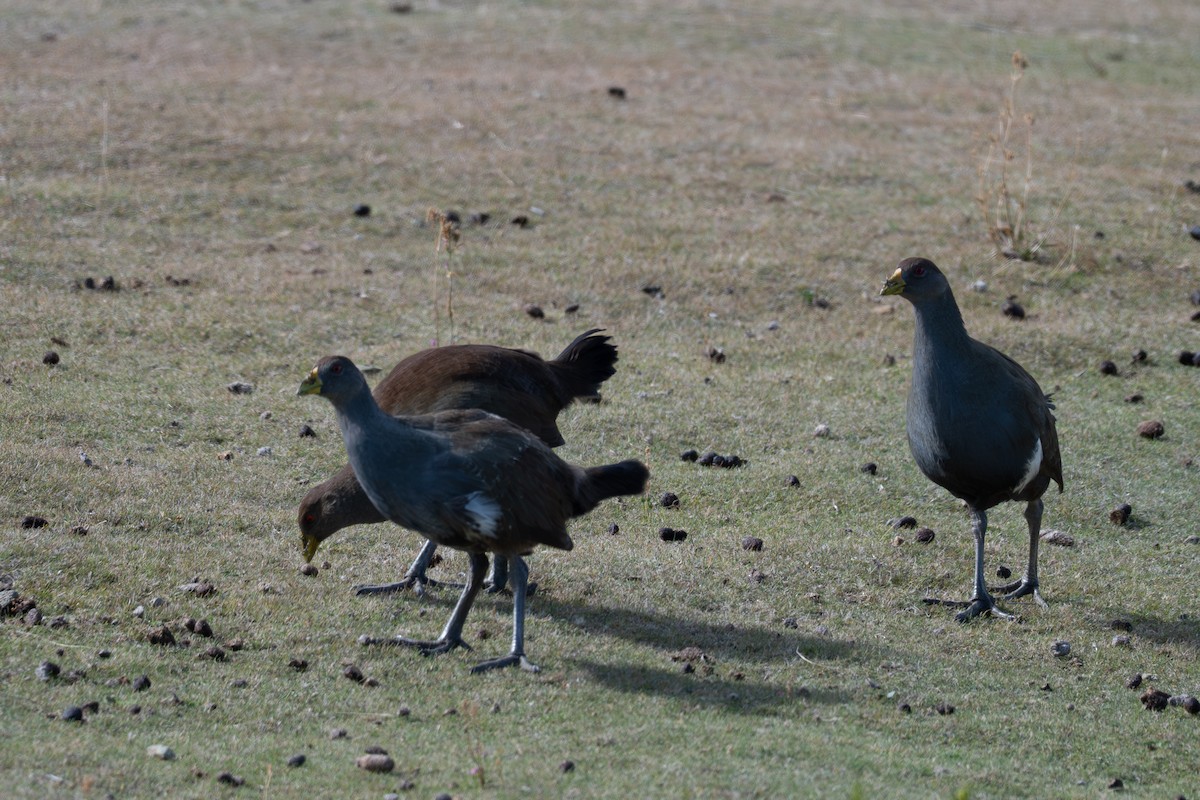 Tasmanian Nativehen - ML633464869