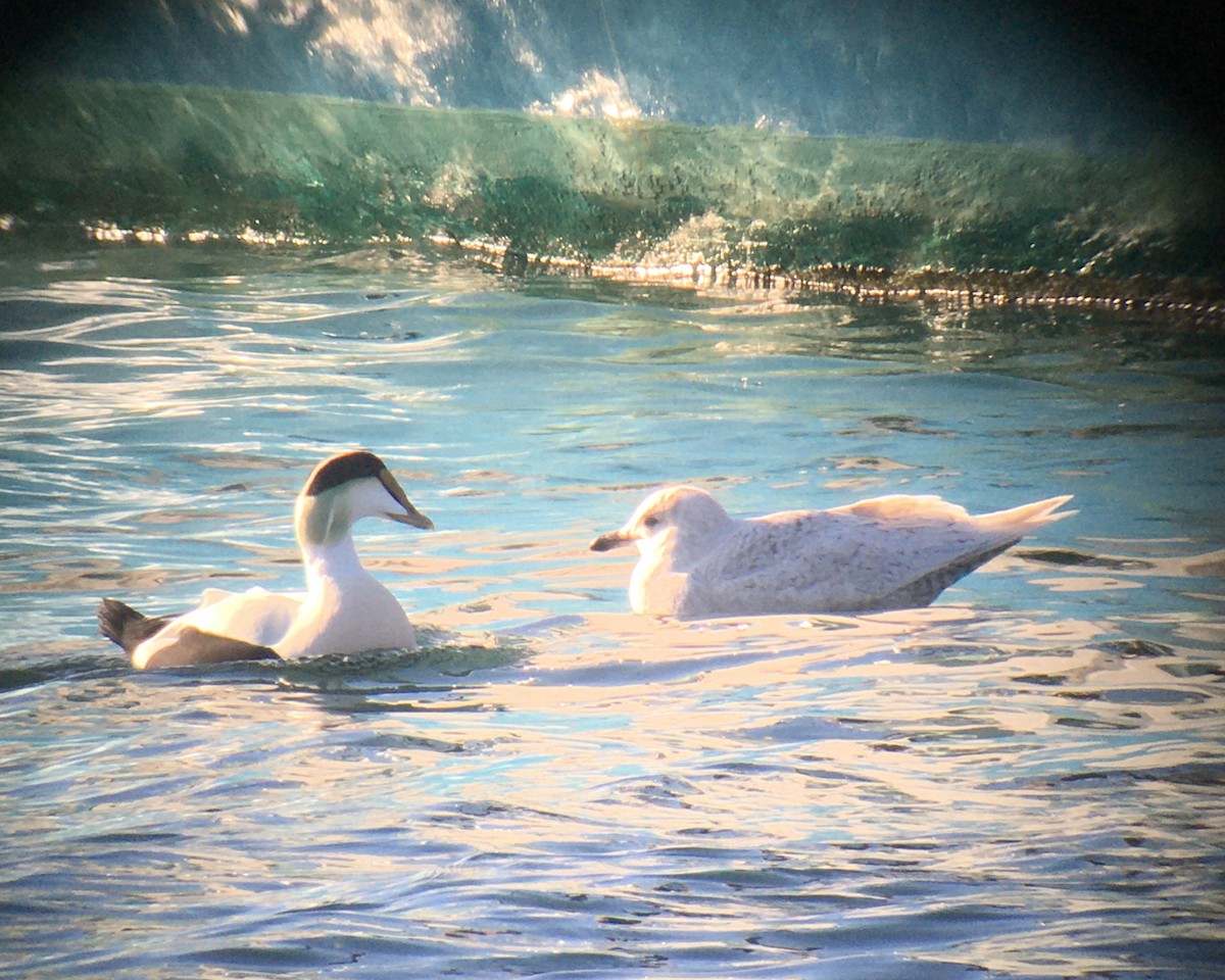 Iceland Gull (kumlieni) - ML633464871
