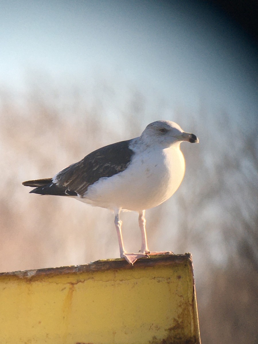 Great Black-backed Gull - ML633464877