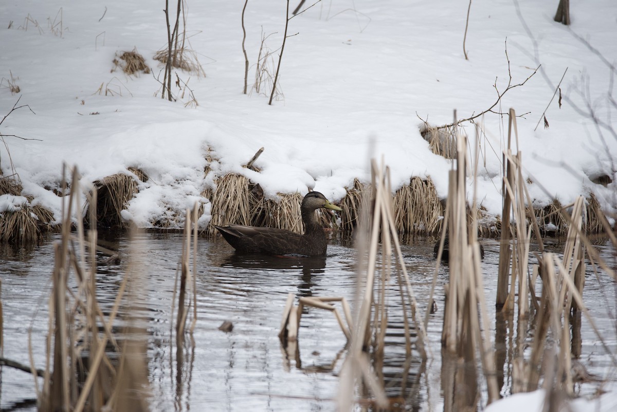 American Black Duck - ML633464945