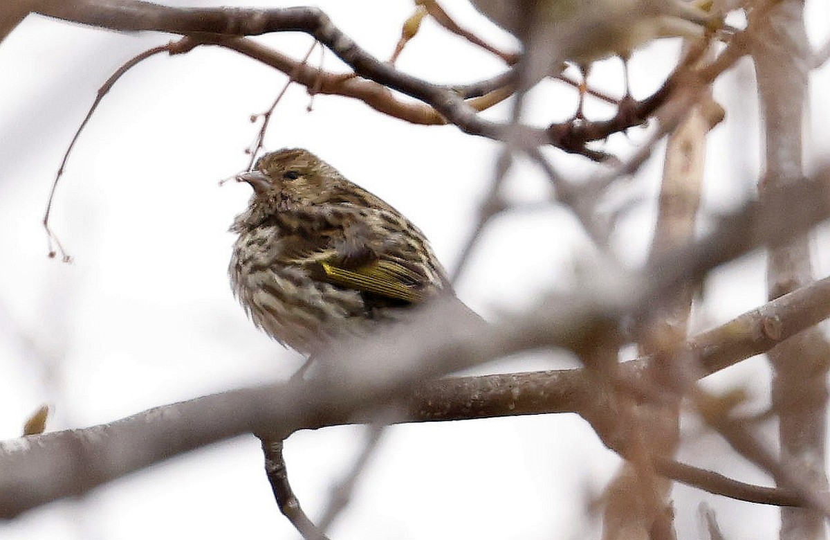 Pine Siskin - ML633465040