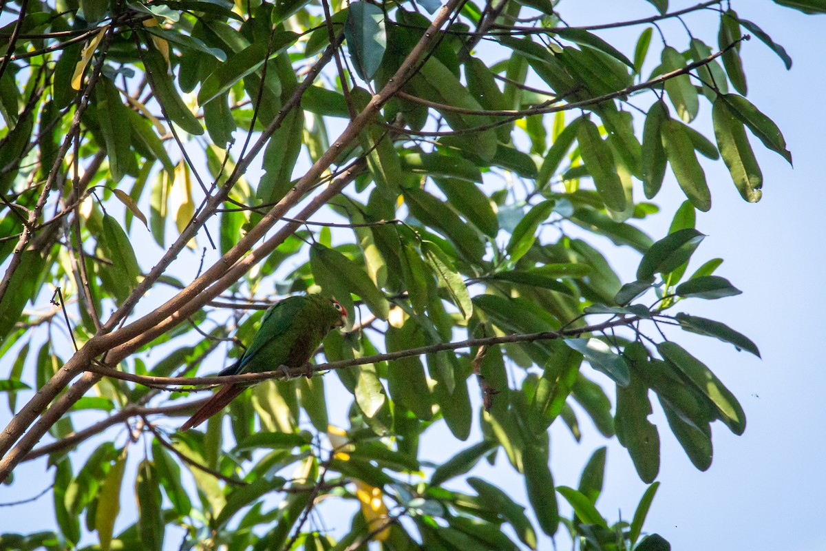 Rose-headed Parakeet - ML633465093