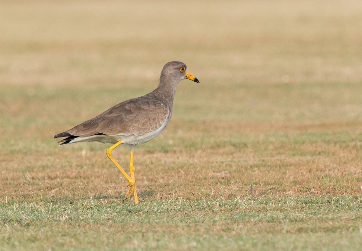 Gray-headed Lapwing - ML63346511