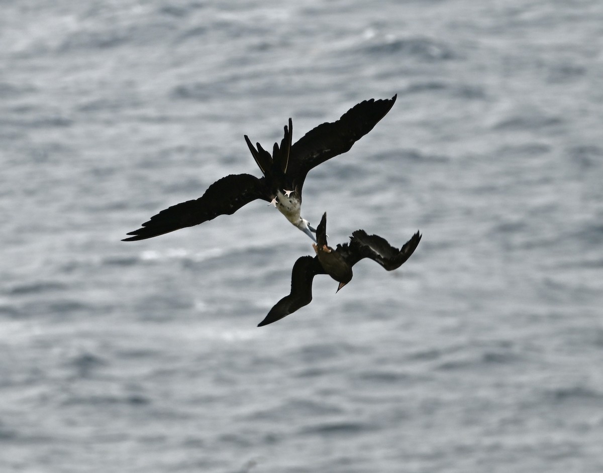 Prachtfregattvogel - ML633465182