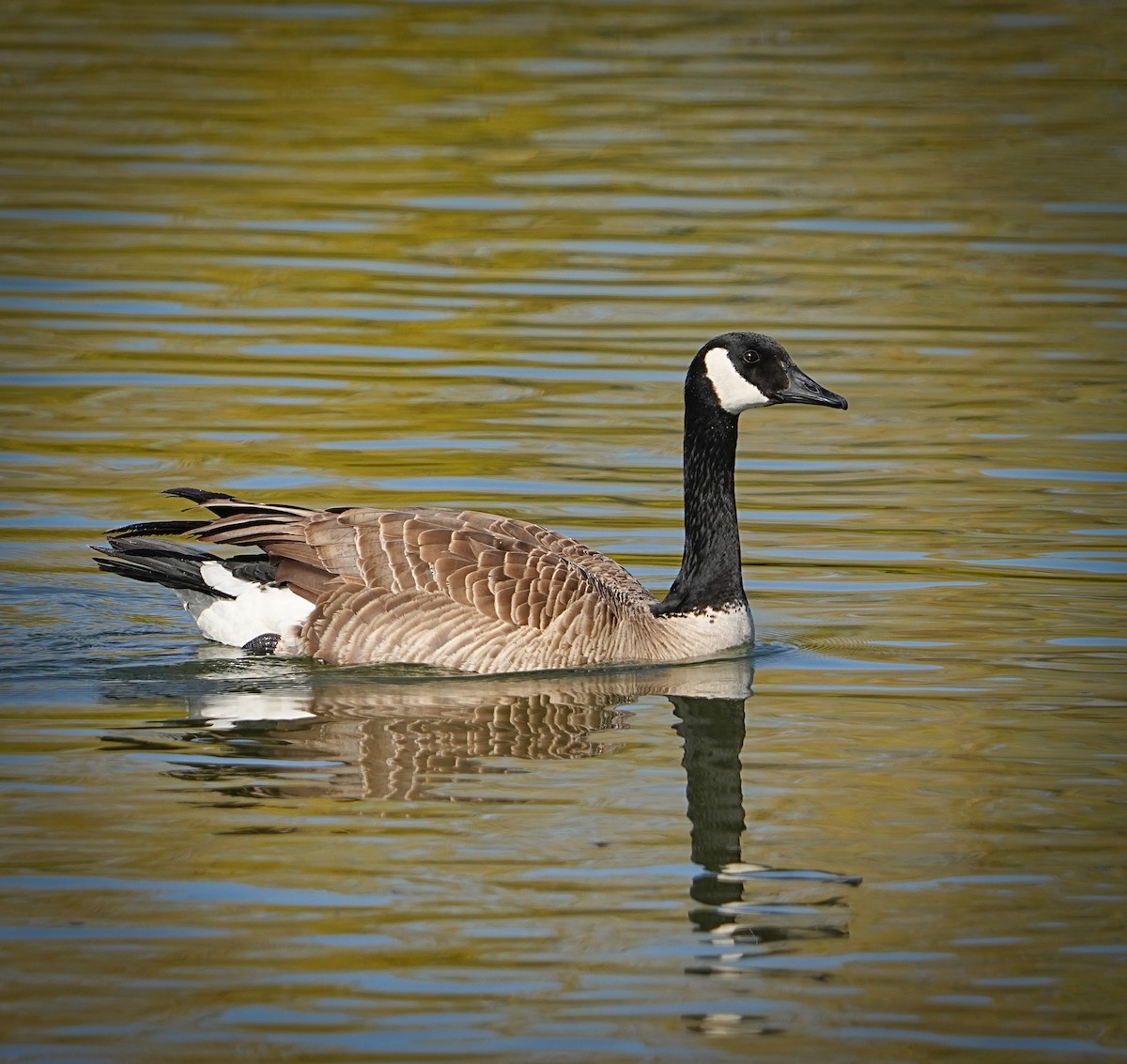 Canada Goose - ML633465204