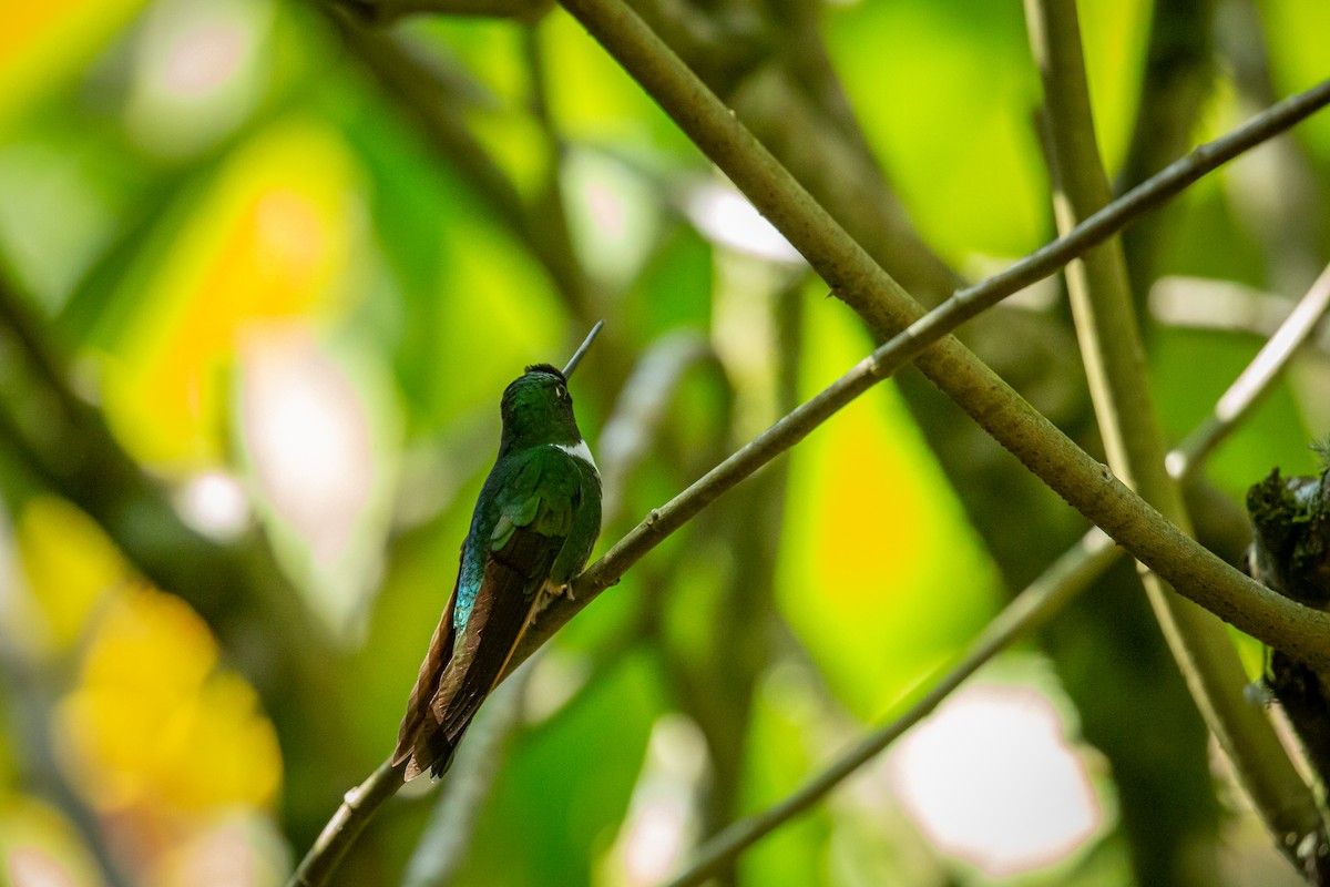 Green Inca - ML633465256