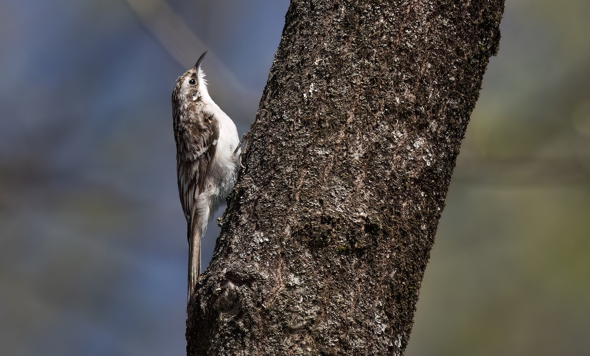 Brown Creeper - William Culp