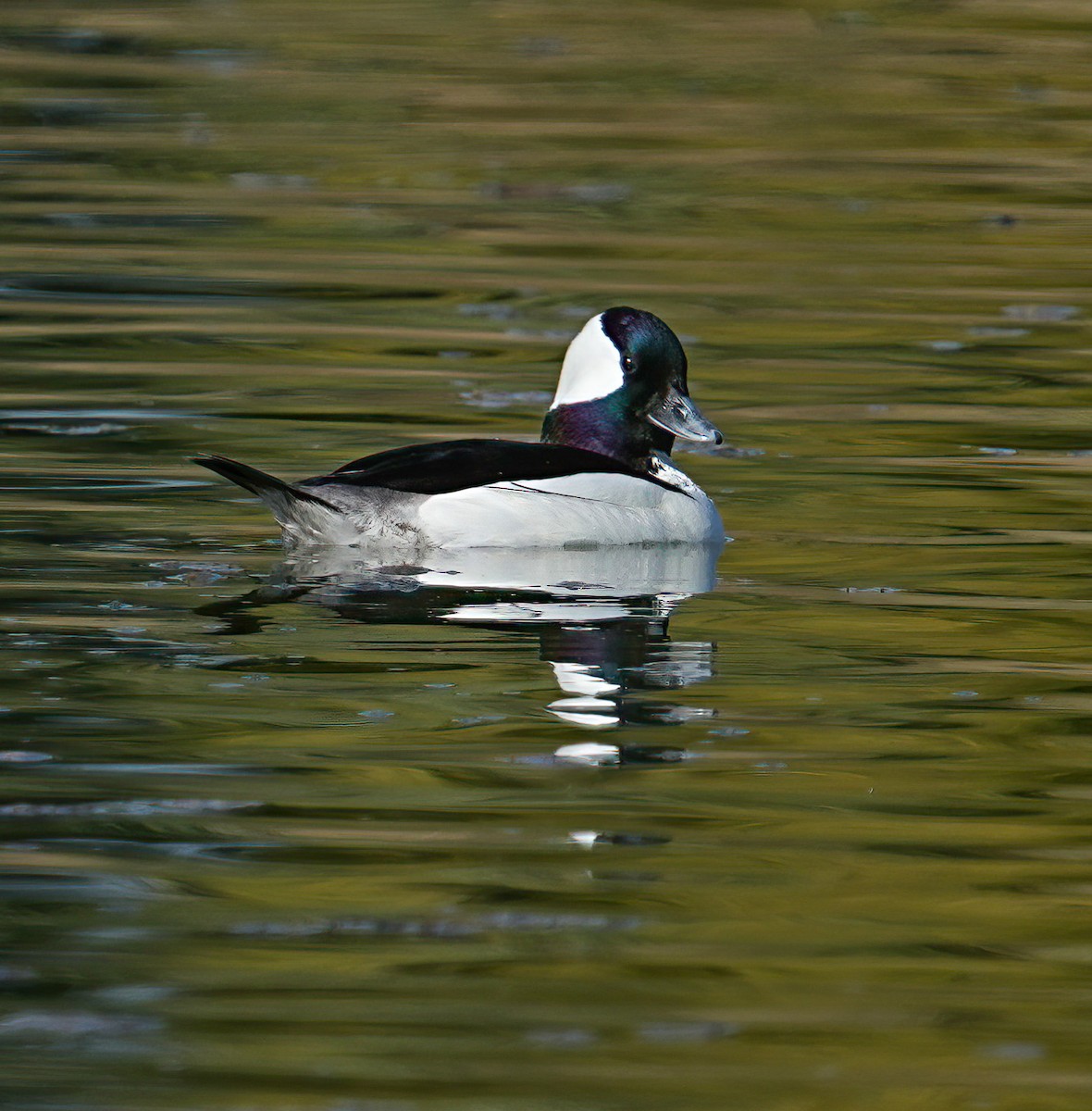 Bufflehead - ML633465356
