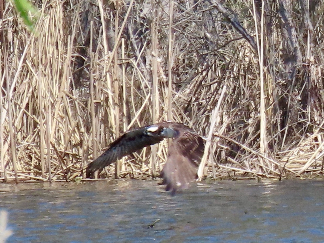Osprey - ML633465368