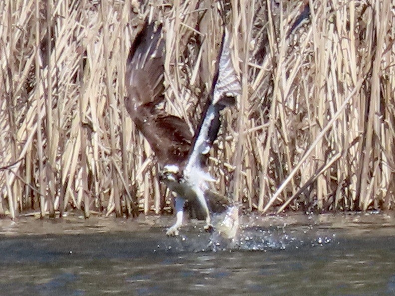 Osprey - ML633465369