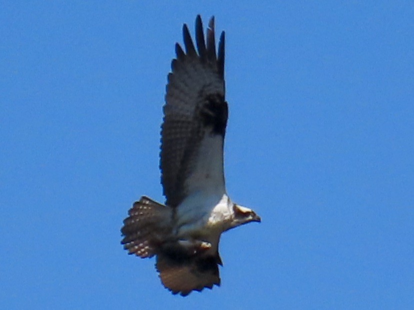 Osprey - ML633465370