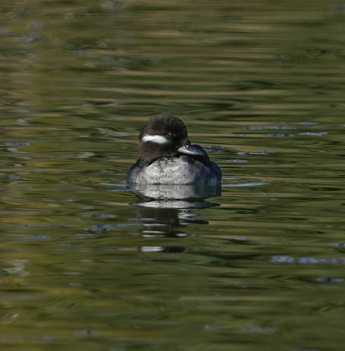 Bufflehead - ML633465417