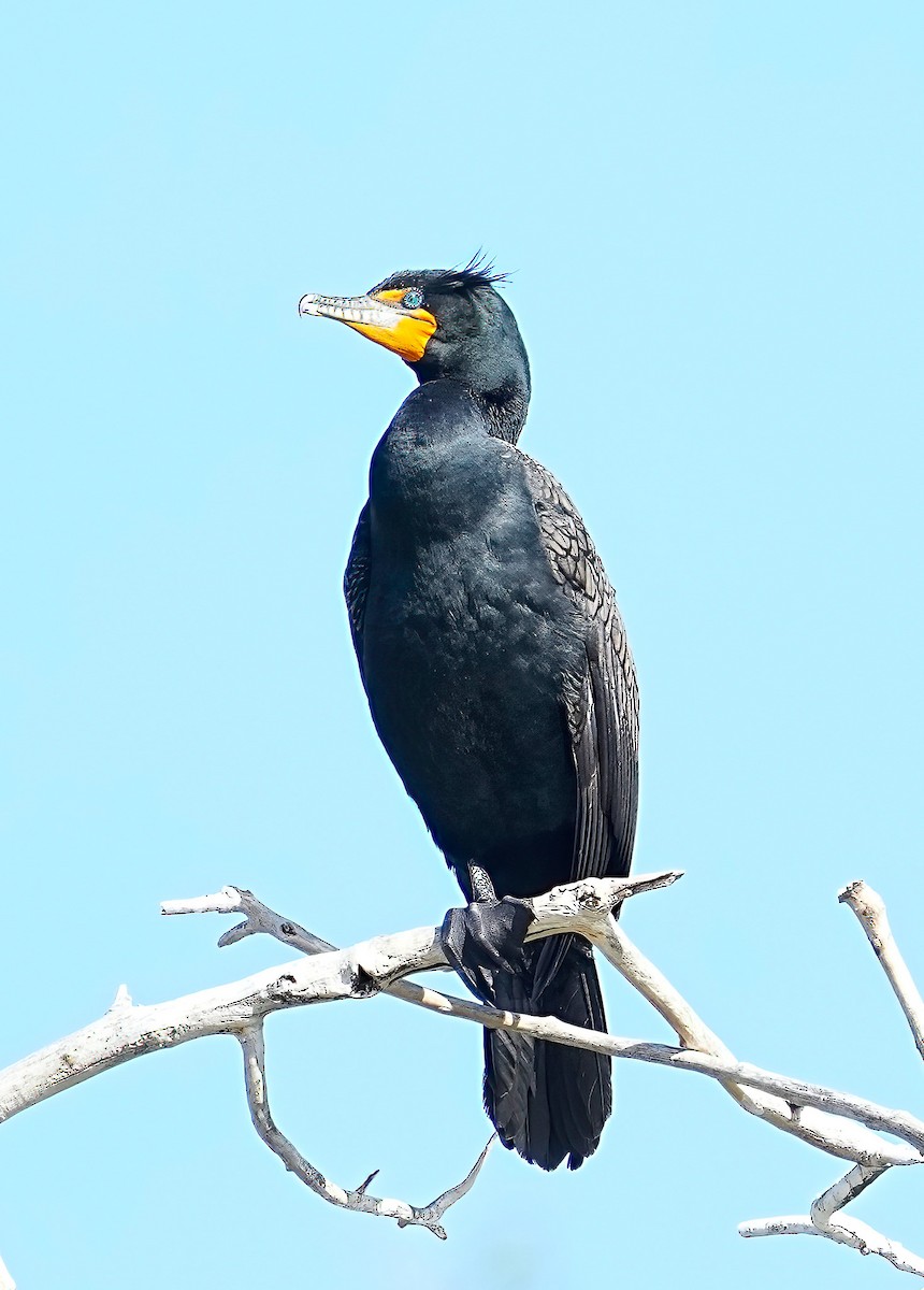 Double-crested Cormorant - ML633465803