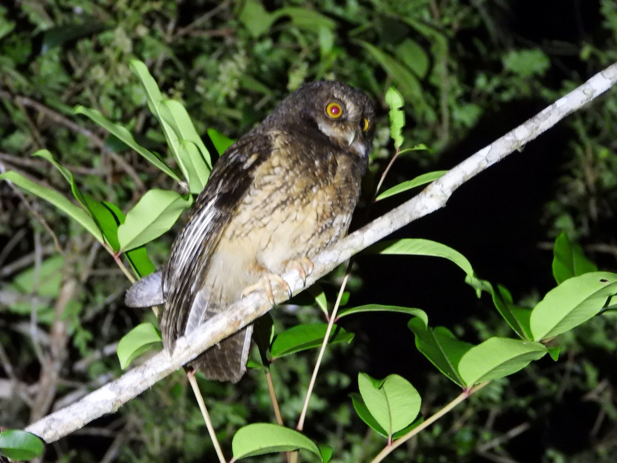 White-throated Screech-Owl - ML633465804