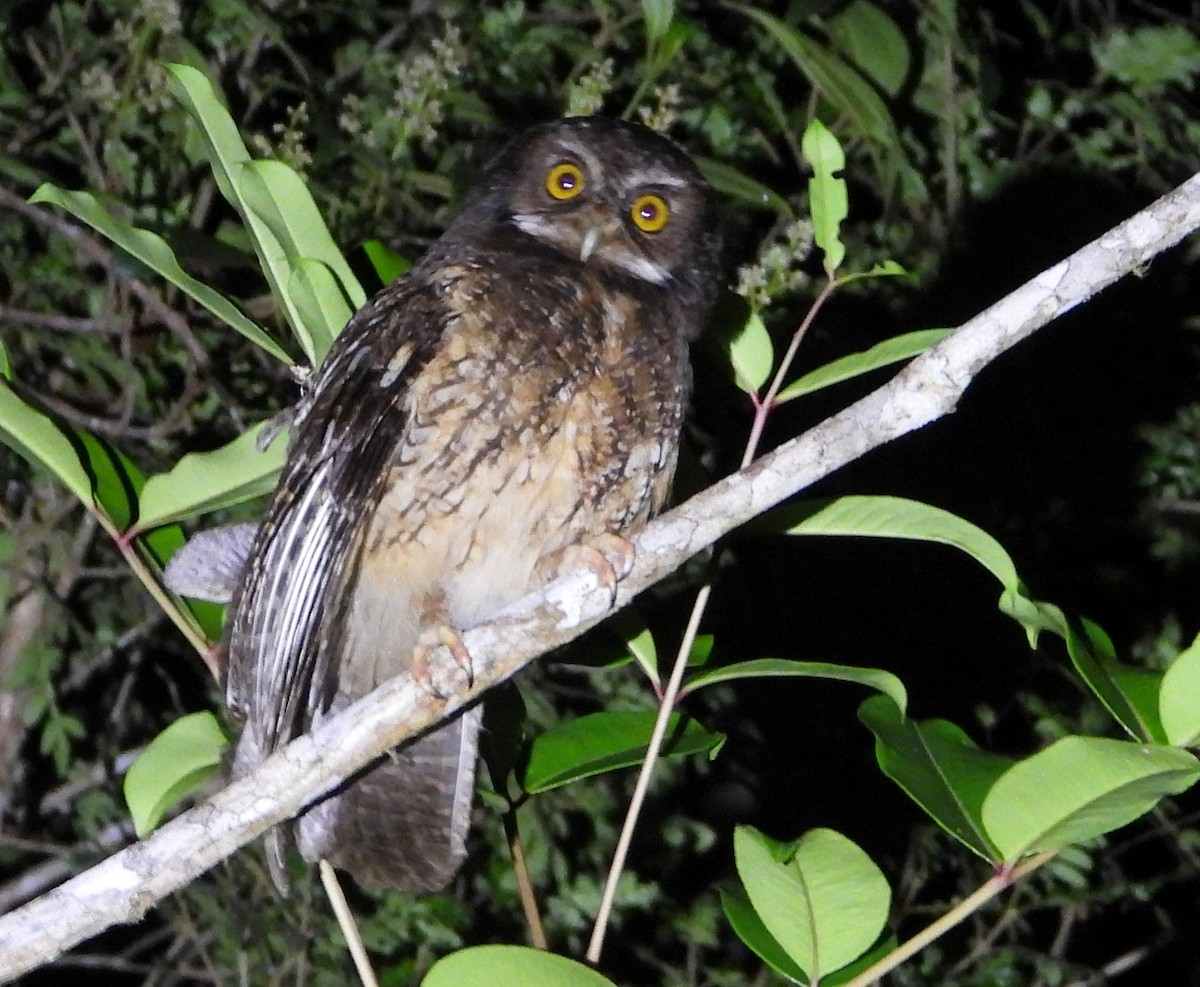 White-throated Screech-Owl - ML633465810