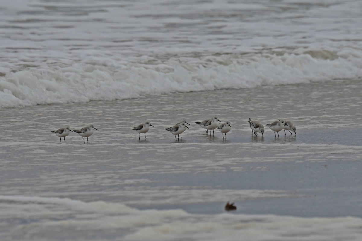 Sanderling - ML633465839