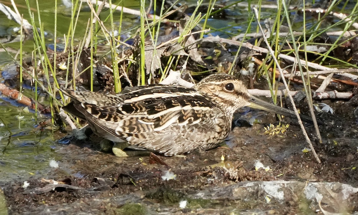 Wilson's Snipe - ML633465904