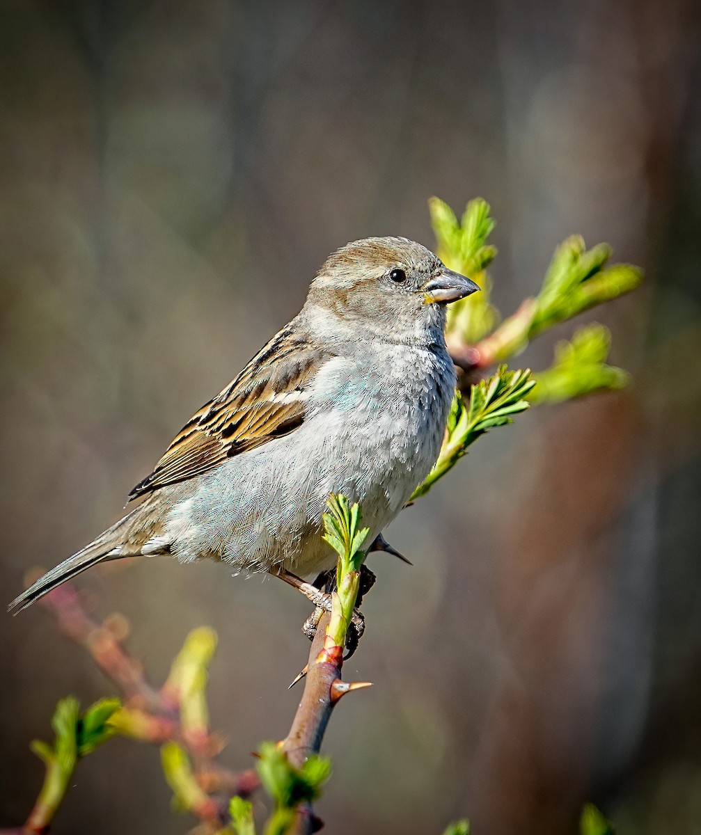 House Sparrow - ML633465906