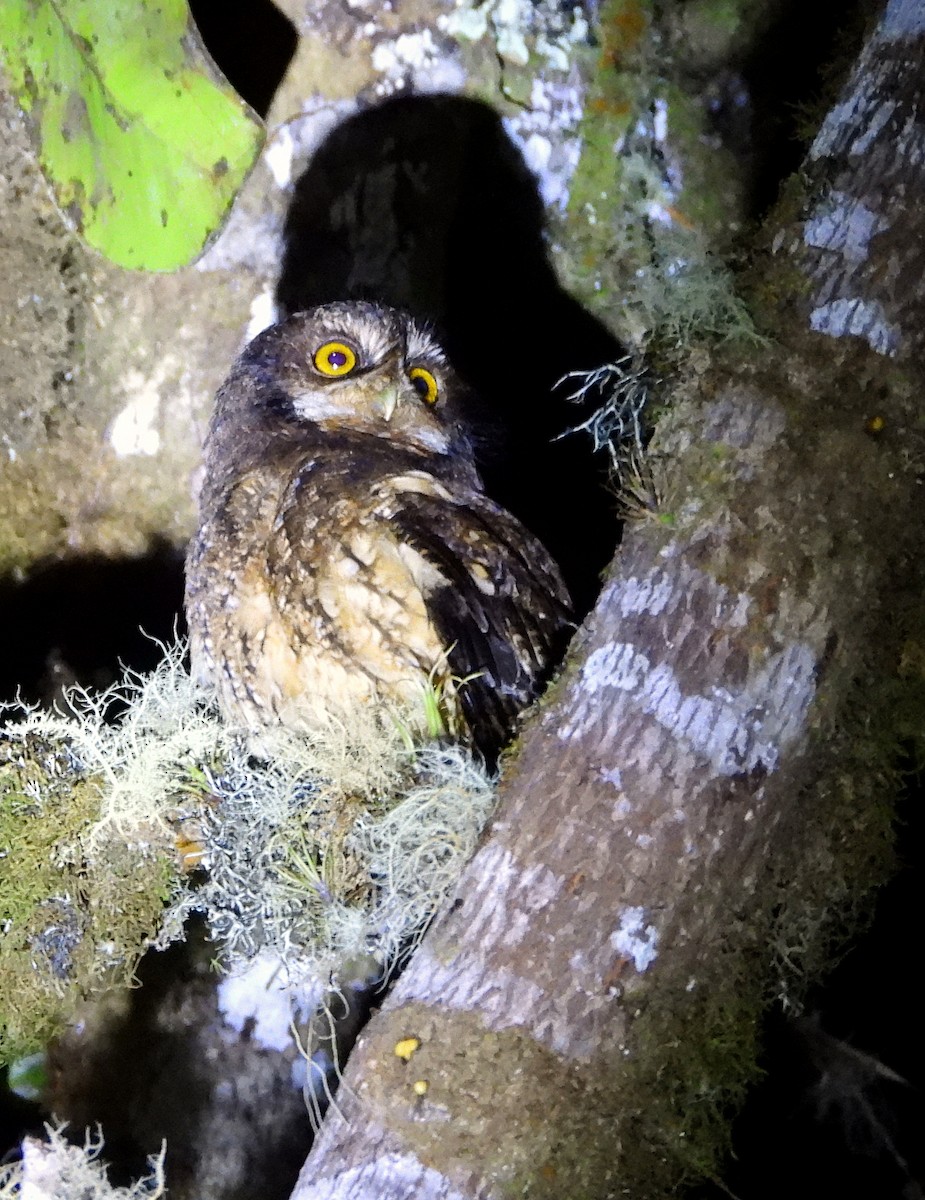 White-throated Screech-Owl - ML633465925