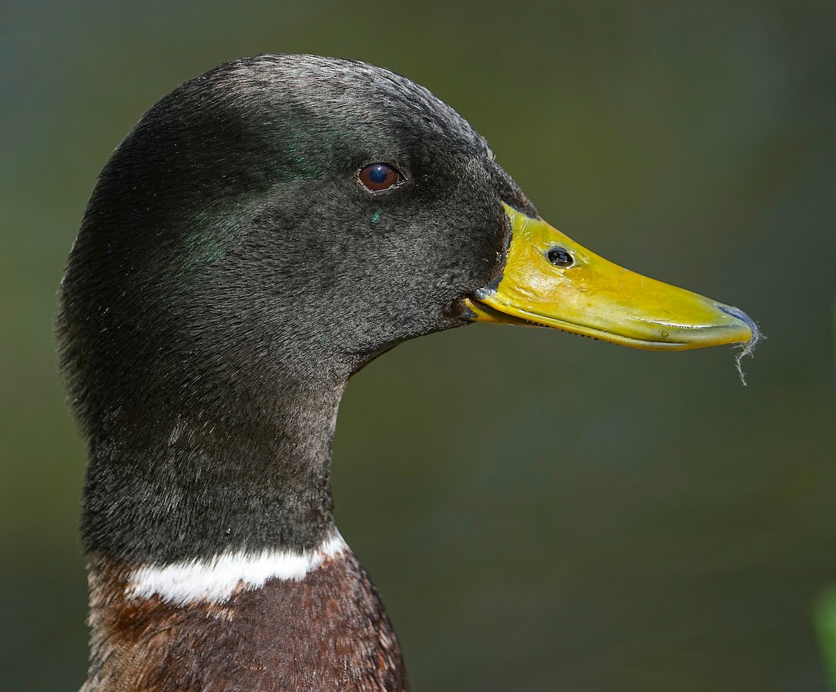 Mallard (Domestic type) - ML633465992