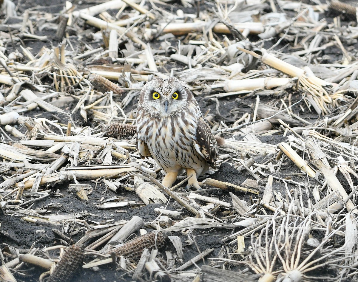 Short-eared Owl - ML633466002