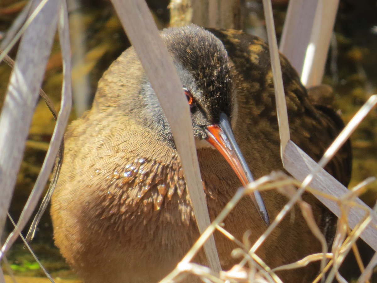 Virginia Rail - ML633466154