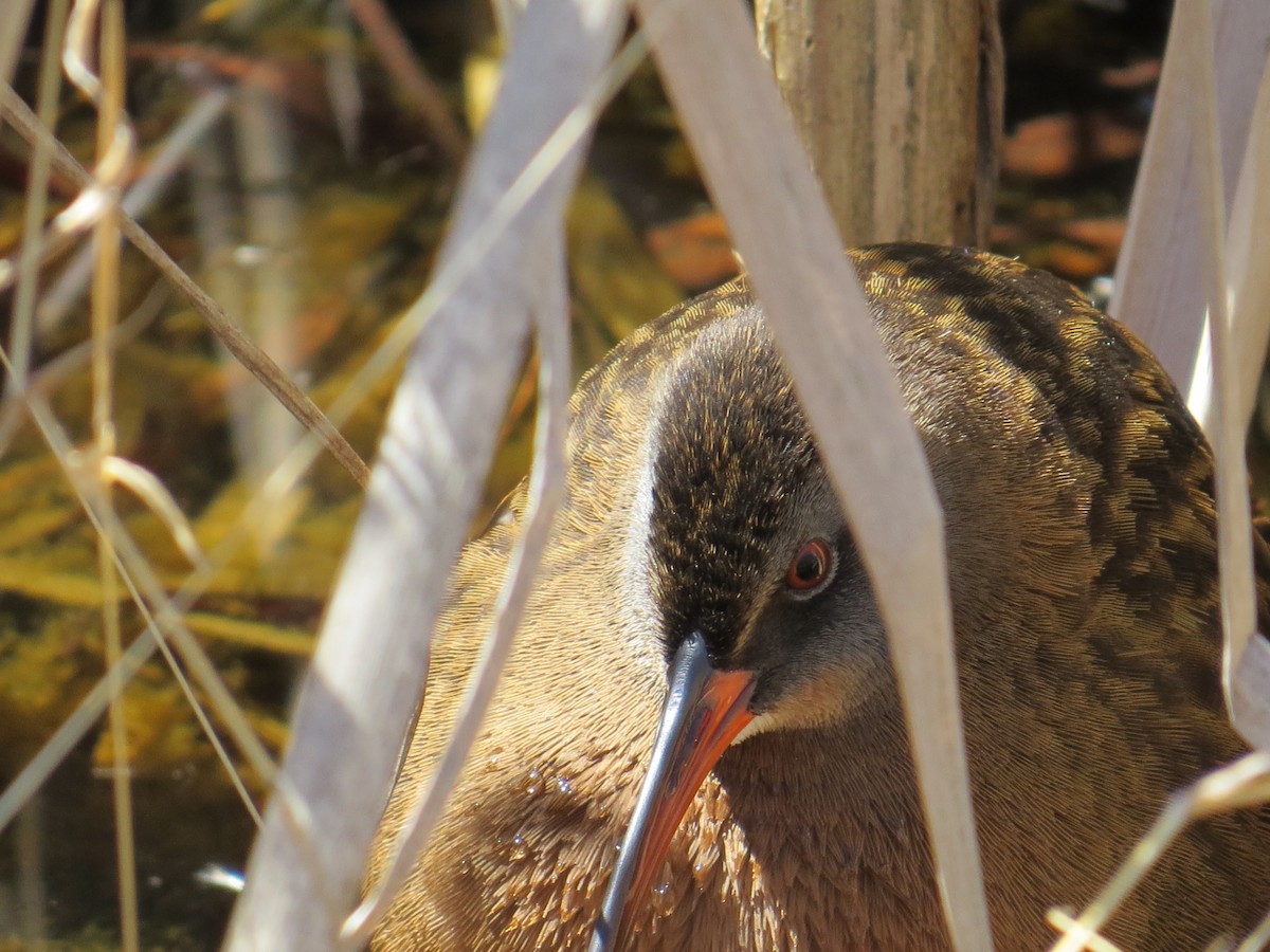 Virginia Rail - ML633466155
