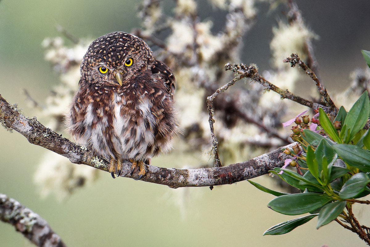 Andean Pygmy-Owl - ML633466271