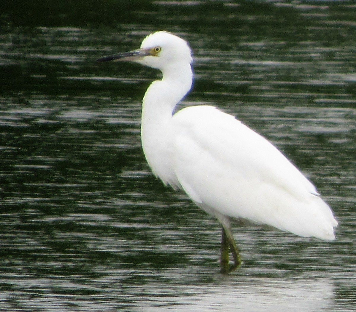 Snowy Egret - ML63346631