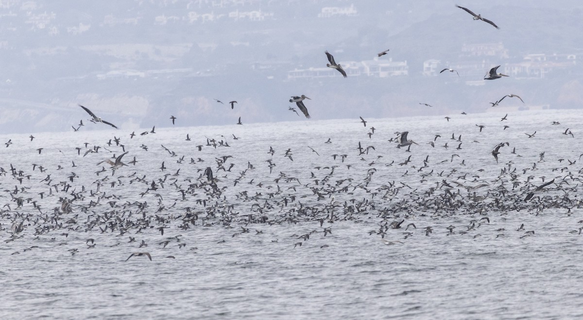 Black-vented Shearwater - ML633466354