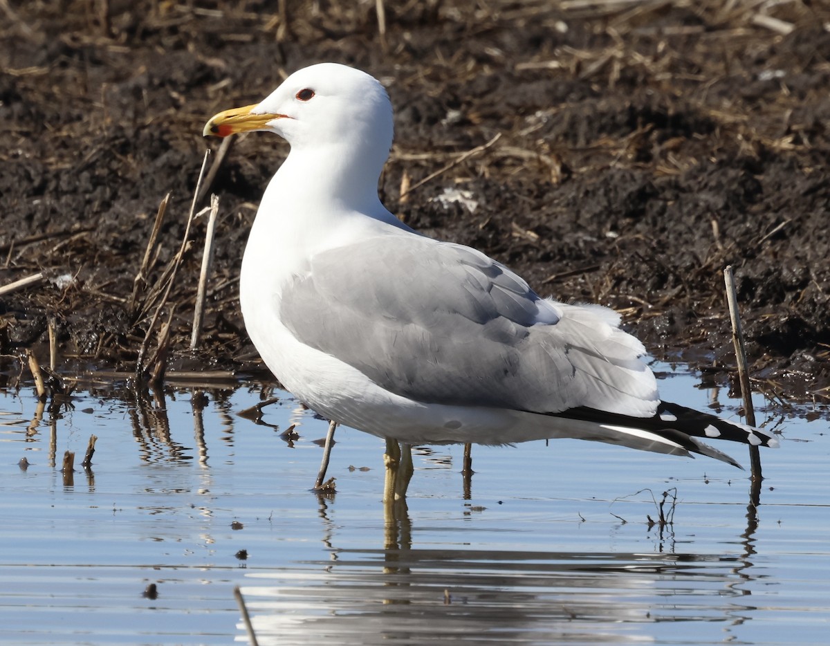 California Gull - ML633466424