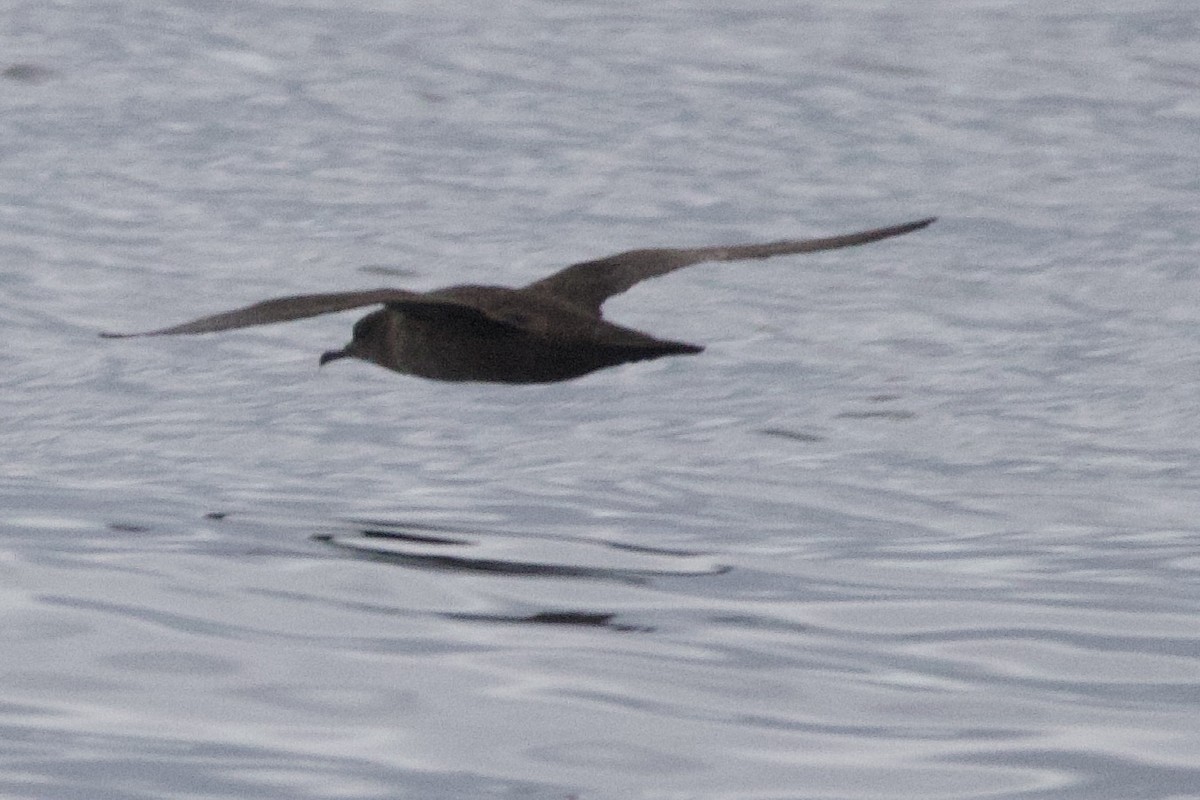 Sooty Shearwater - ML633466432