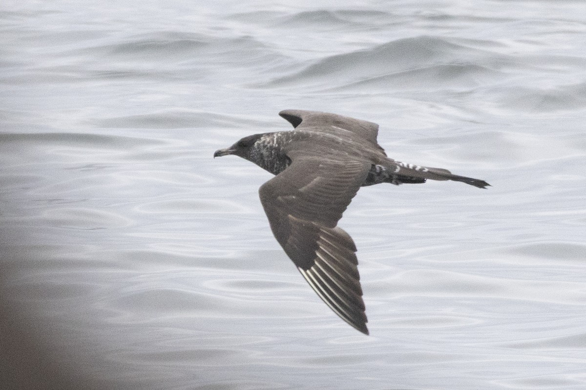 Pomarine Jaeger - ML633466502