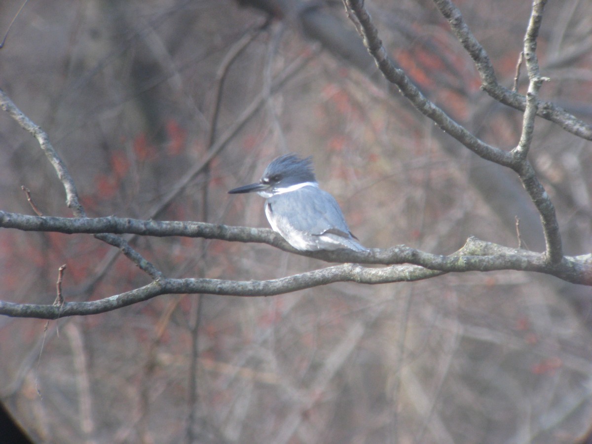 Belted Kingfisher - ML633466564