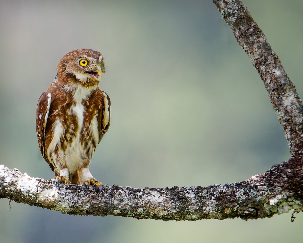 Ferruginous Pygmy-Owl - ML633466565