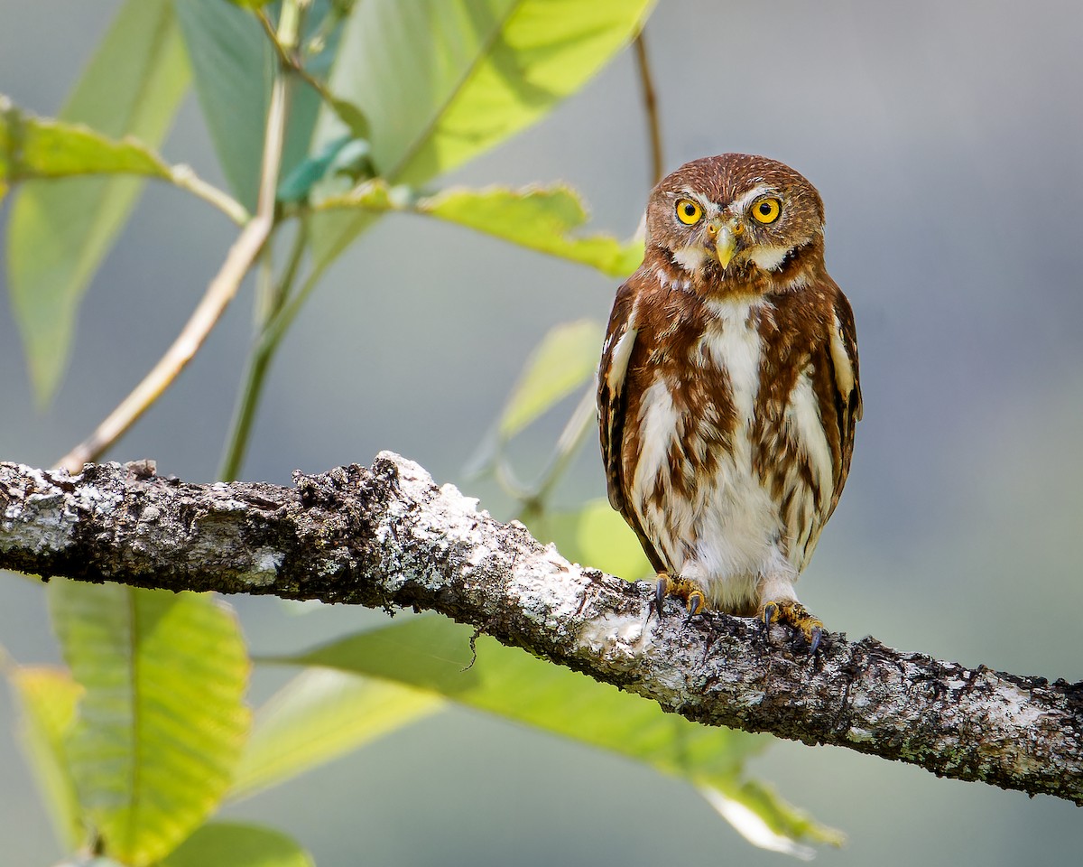 Ferruginous Pygmy-Owl - ML633466566
