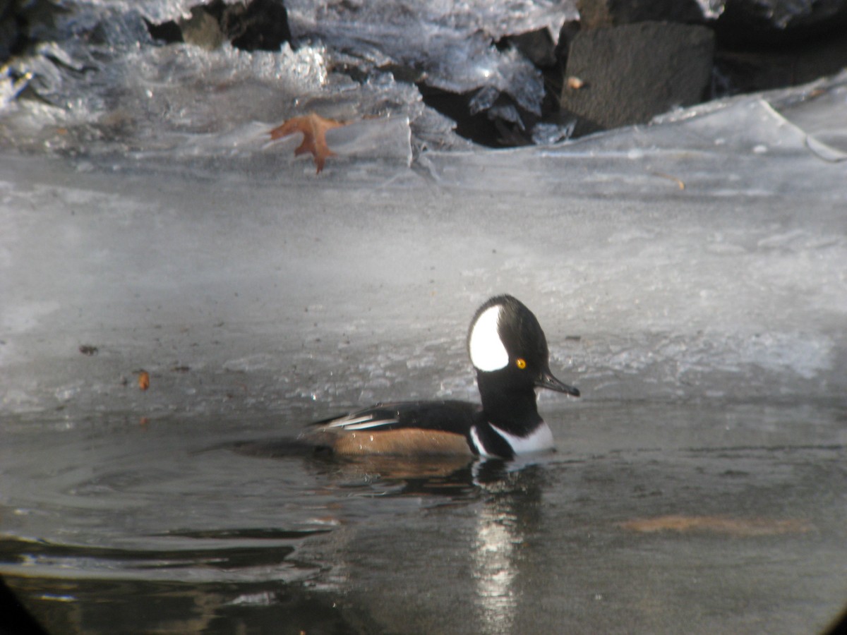 Hooded Merganser - ML633466614